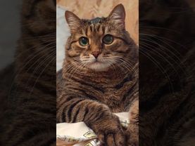 Одно правило ☝️🤔🙀🤣#cat #кот #юмор #котушка #приколы #смех #мем