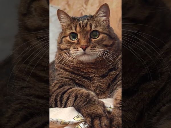 Одно правило ☝️🤔🙀🤣#cat #кот #юмор #котушка #приколы #смех #мем