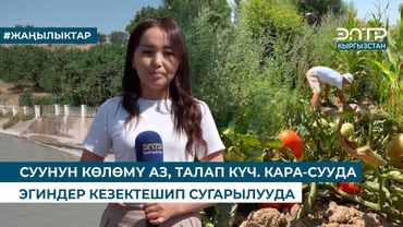 СУУНУН КӨЛӨМҮ АЗ, ТАЛАП КҮЧ. КАРА-СУУДА ЭГИНДЕР КЕЗЕКТЕШИП СУГАРЫЛУУДА