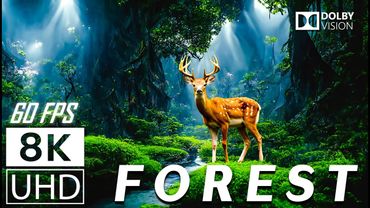 FOREST - Scenic Relaxation Film  With Calming Music - 8K (60fps) Video UltraHD