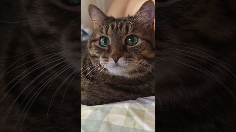 Главный урок в жизни 🙀🤔🙄🤣 #cat #кот #юмор #котушка #приколы #цитаты