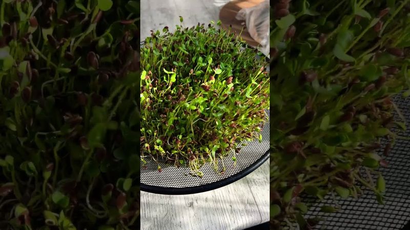 microgreens, sprouts / flax seeds 🌱🌱🌱#shorts #food #recipe #microgreens
