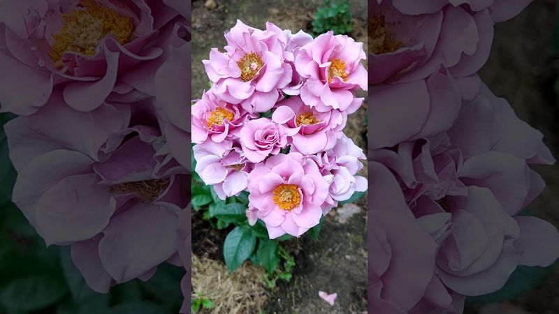 Роза Санта-Барбара