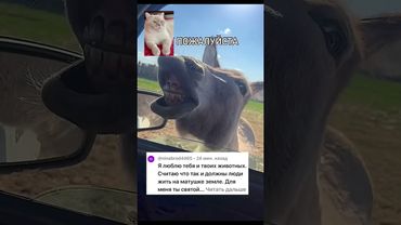 Фермерские истории #cat #animals #тикток #shortvideo #shots