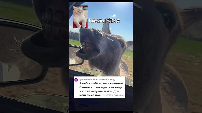 Фермерские истории #cat #animals #тикток #shortvideo #shots