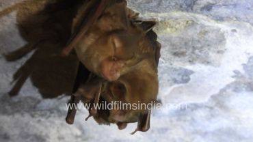 Cute Pipistrelle bats cling together on ceiling of Delhi pool house: How do they hang upside down?