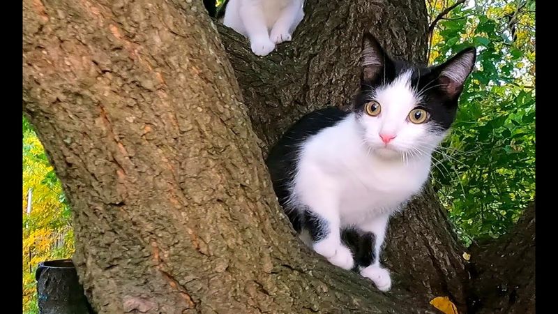 #Славянск. 8 октября 2025г. Утро.