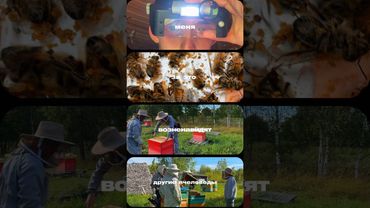 Мифы про мёд #пасека #мед #пчелы #карелия #фермаель