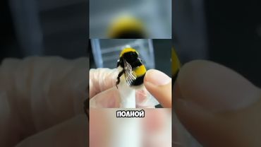 Самые добрые пчелы 🐝🤗 #животные #милыеживотные #tidal