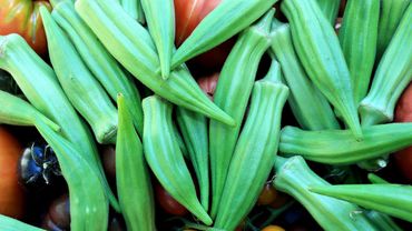 Plodovi zemlje, 10. kolovoza 2025.