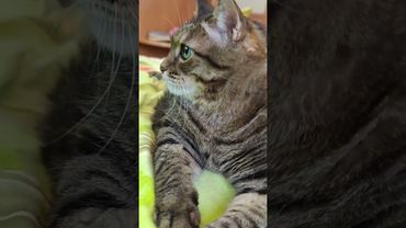 Моя жизнь 🫨🙀🫢🤣 #cat #кот #юмор #приколы #котушка #цитаты