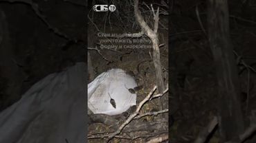 Мыши и змеи атакуют блиндажи и окопы военных!