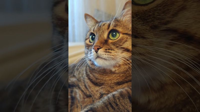 Прочитал книгу 📖😺😉🤣 #cat #кот #юмор #котушка #приколы #котик #цитаты #смех