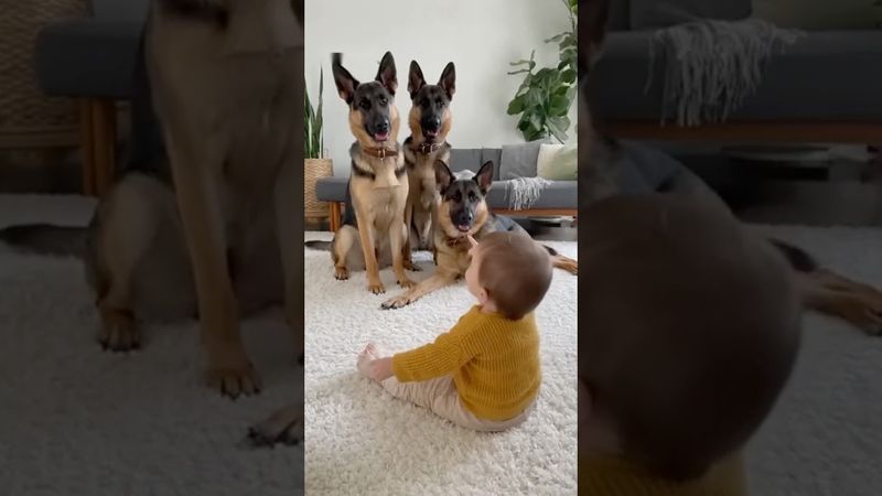 Baby’s Bang Leaves Dogs Belly Up. One Baby, Three Dramatic Dogs🐾Episode 5