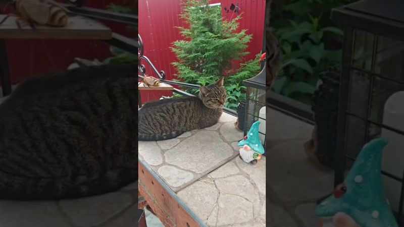 Знакомьтесь-Машенька 🐱😻🤩❤ #cat #кот #котушка #приколы #юмор #музыка