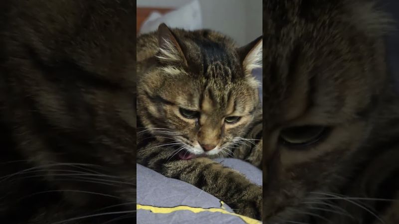 Скромный 🙀😊😉🤣 #cat #кот #юмор #котушка #цитаты #пародия #приколы