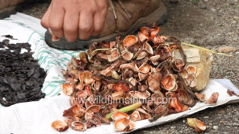 Amaryllis easter Lily seeds being harvested from seed pods, in time for monsoon planting in Himalaya