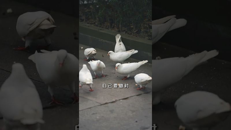 《坦荡人生》不管别人善不善，自己要心善处事， 不管别人对不对，自己要做对，仰不愧于天，坦坦荡荡，踏踏实实才是为人之根本#正能量 #国学文化 #道家文化 #佛教文化 #人生感悟 #人间清醒 #人生智慧