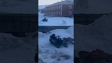 Wild nights in the arctic circle. Polar bear chasing off a man in a jet ski shot by Rebeccabaack