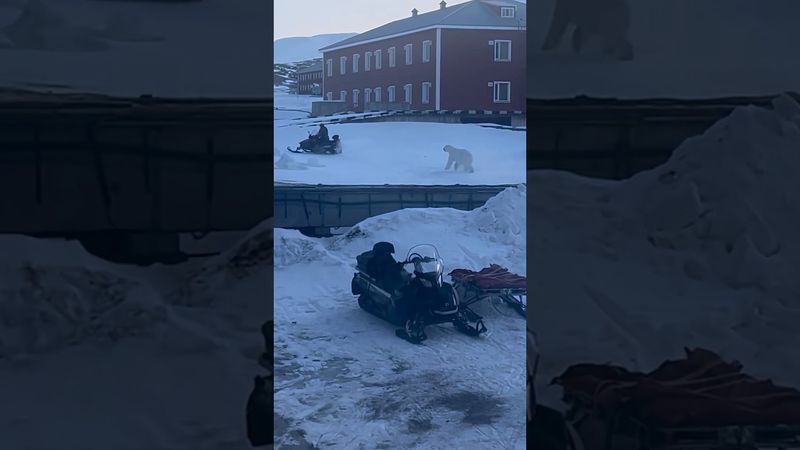 Wild nights in the arctic circle. Polar bear chasing off a man in a jet ski shot by Rebeccabaack