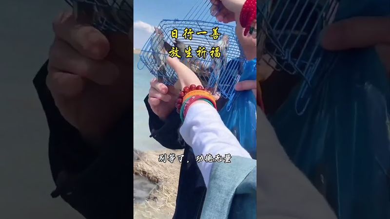 《放生》越放生越有钱！健康！好运！接了！转发！功德无量#正能量 #国学文化 #道家文化 #民间文化 #人生感悟 #转运 #发财 #放生超度 #度人度己 #祈福 #添富 #自我救赎 #救赎