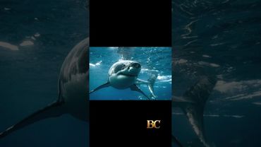 U.S. tourist attacked by a shark while spearfishing in the Bahamas