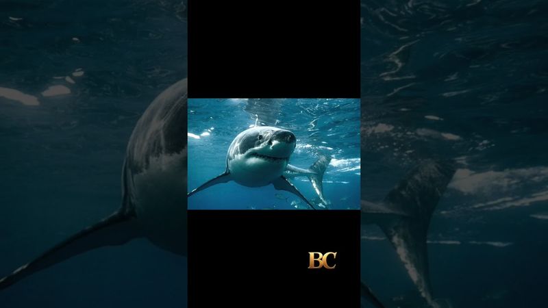 Turis AS diserang hiu saat memancing ikan di Bahama