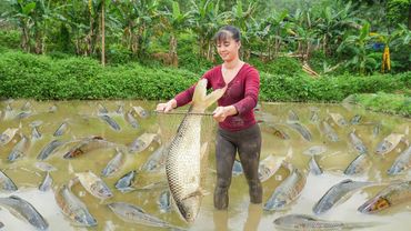 Harvesting A Lot Of Big Fish Goes To Market Sell - Take Care Vegetable | Phương Free Bushcraft