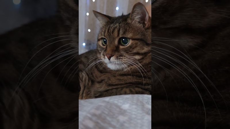 4 категории растений 🌿🤔😻🤣 #cat #кот #юмор #котушка #приколы #позитив #популярное #цитаты