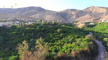 #راپۆرت ـ کەناڵی سورچی پرێس بجیل ـ هەنجیر وەکو بەرهەمەکی ناوخۆی چاندن...