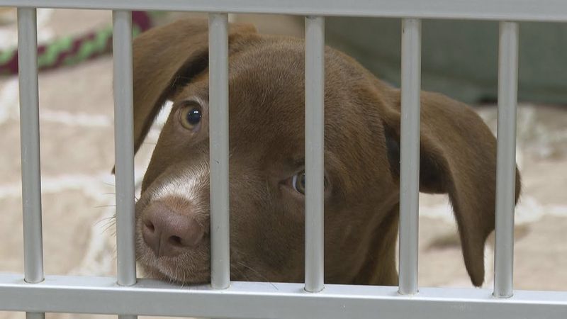 Операция «Очисти приюты» даёт второй шанс бездомным животным в США