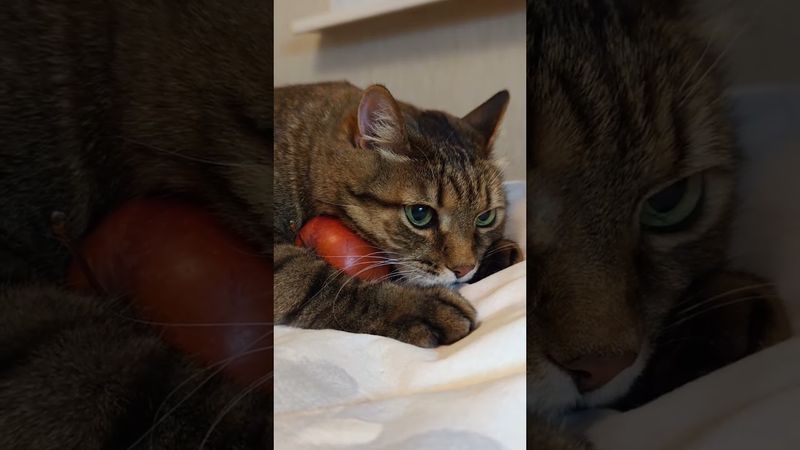 Как вода в Африке 🫢🌍🙀🤣 #cat #кот #юмор #котушка #приколы #цитаты