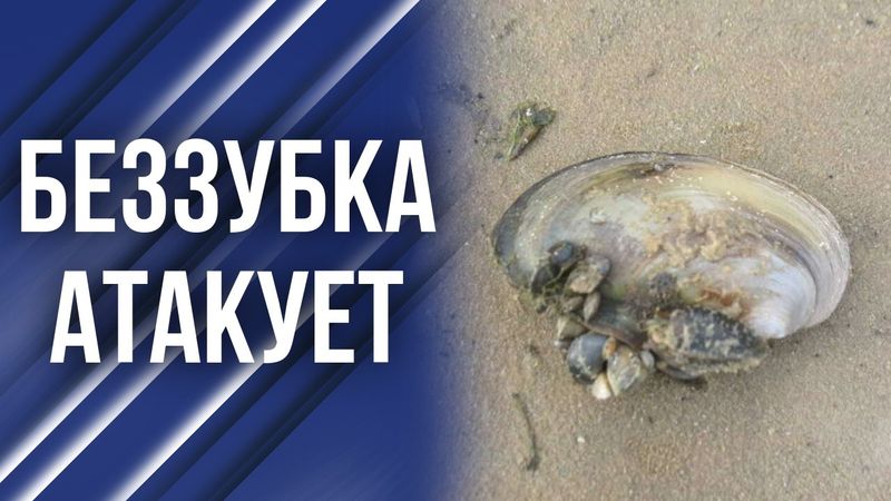 Неизвестный моллюск захватывает Волгу