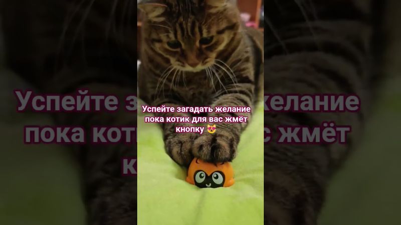Кнопка использования желаний🤫😉🤗😻🙏 #cat #кот #юмор #котушка #приколы #веселыекоты