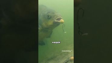 Рыба умнеет #амитеш #рыбалка #биология