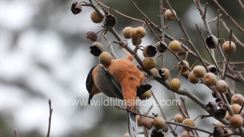 Rufous Sibia does contortionist act to get to ripe wlid pear fruit on a kaitha tree in the Himalaya