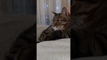 Образование 😺😉🤔🤣 #cat #кот #юмор #котушка #приколы #цитаты