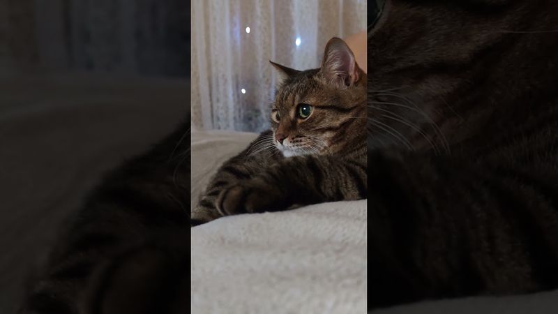 Образование 😺😉🤔🤣 #cat #кот #юмор #котушка #приколы #цитаты