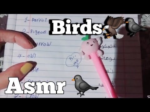 Asmr birds🦅  / اى اس ام ار تعلم الطيور بالانجلش🦅🐦‍⬛