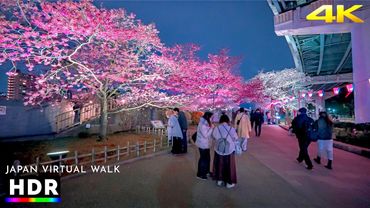Tokyo Japan - Sumida Cherry Blossom Festival Night Walk • 4K HDR