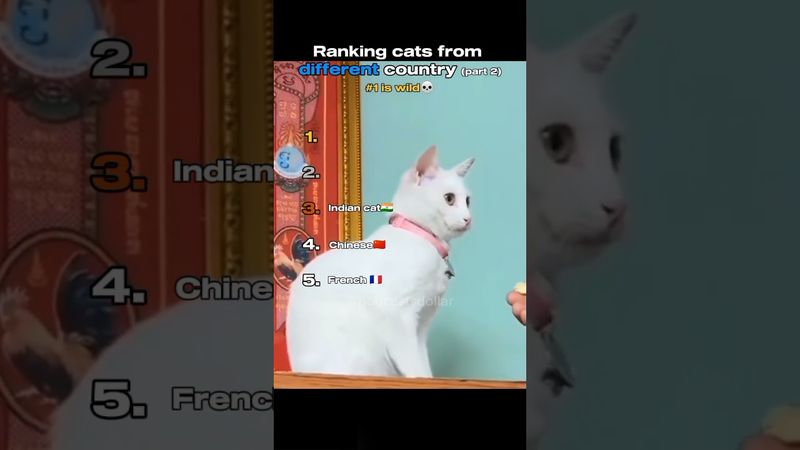 cats from different country part 2 #ranking #funny #memes #cats #shorts