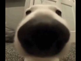 Dog sniff meme