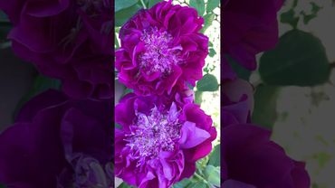 Зацвела роза Сувенир де трелазе #розы