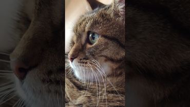 Директор 🤔🤫🙀🤣 #cat #кот #юмор #котушка #приколы #позитив #цитаты