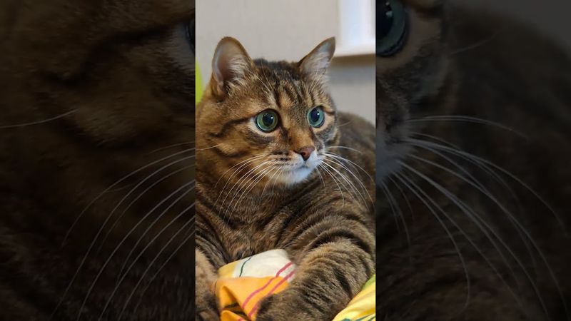 Многие как голуби🕊️🙀🤔🤣 #cat #кот #юмор #котушка #приколы #цитаты #мышление