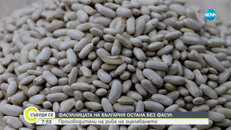 Без български боб на трапезата: Сушата унищожи и тази реколта - Събуди се...(05.07.2025)
