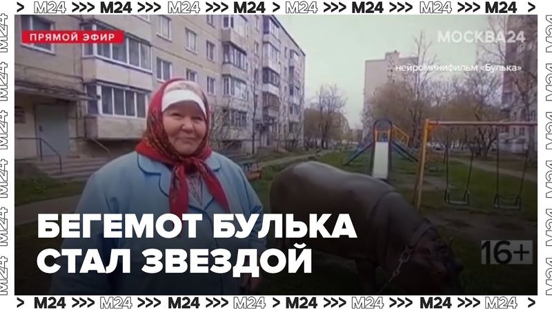 Бегемот Булька стал звездой: как нейросети меняют соцсети