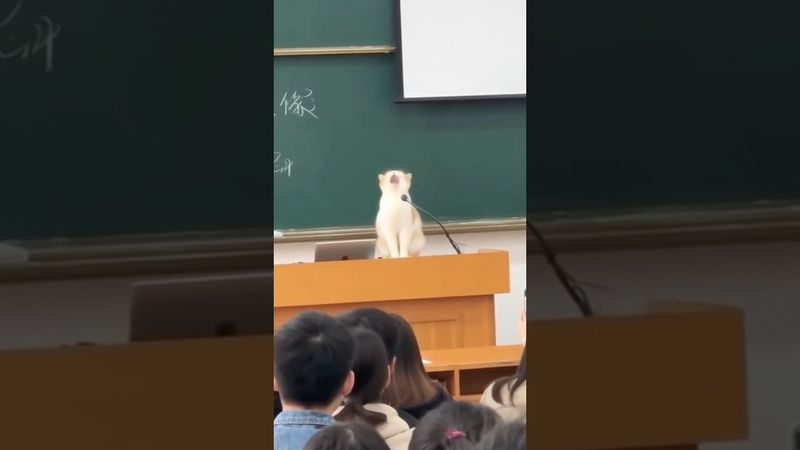 The cat disrupted the class rhythm.🐈🤣 #funnyvideo #cats #pets #school #fyp