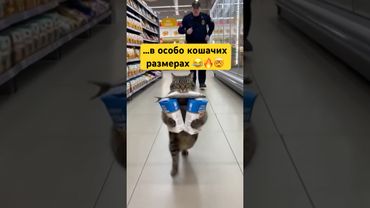 Кот хулиган… #cat #прикол #юмор