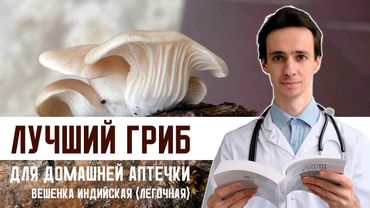 Не просто гриб: Удивительная польза Легочной вешенки